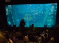 0408-1406 Melbourne aquarium (4085167)